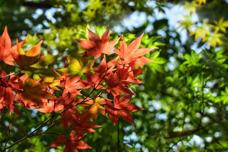 Chemical Peels in Boise: Why Fall Is the Season to Start